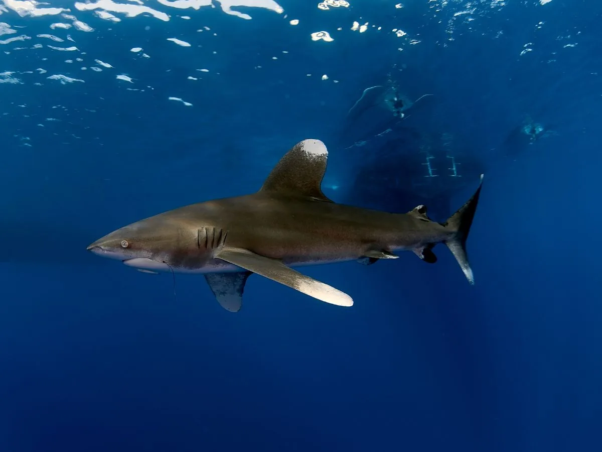 Tiburón oceánico de puntas blancas en aguas azules con un barco al fondo