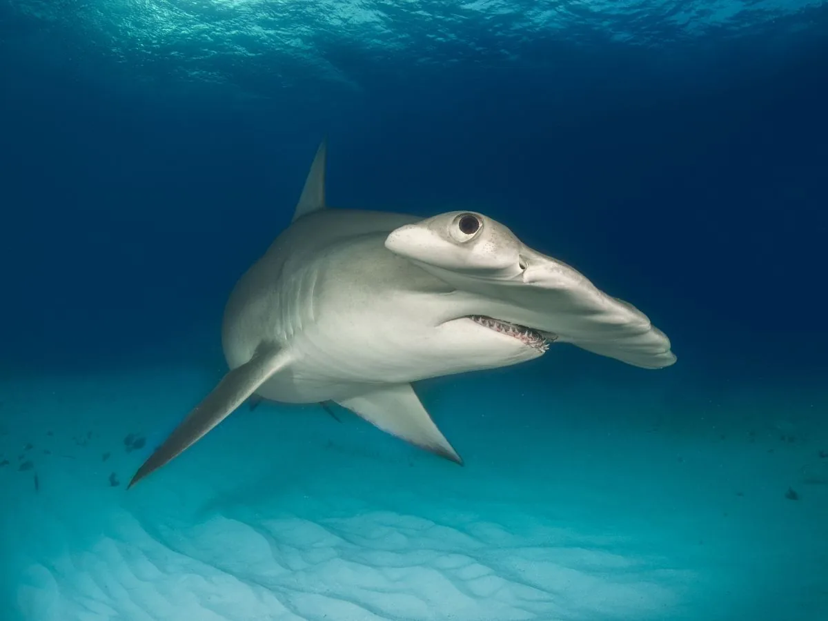 Tiburón martillo nadando sobre un fondo de arena clara